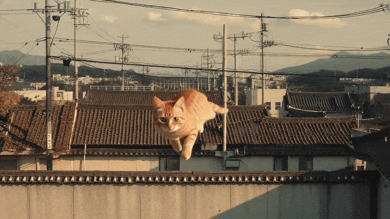 Main Cat GIF
